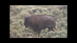 Buffalo mom and baby stranded in hail storm in Yellowstone