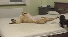 Dog refuses to share bed with companion