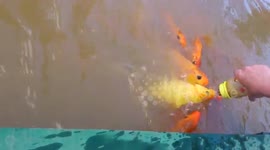 Tourist feeds fish from baby's bottle in Vietnam