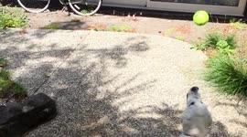 Golden Retriever Ball Failure