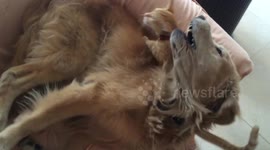 Dog and Cat Fighting Over A Seat