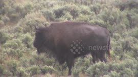 Bison shelters newborn from hailstones in Yellowstone