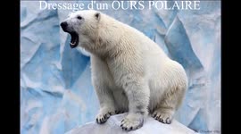 Danse avec un ours polaire