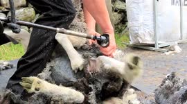 Sheep wrestling & shearing