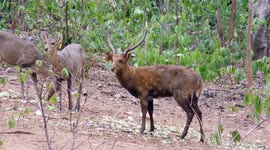 Hog deer feeding in Chiangmai province