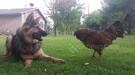 3 Pound Hen Whoops 70 Pound German Shepherd