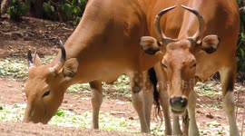 Banteng wild cattle feeding in Thailand
