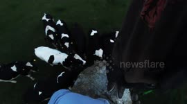 Photographer has gear trapped by cows in Cumbria