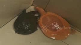 Chinese villager captures rare albino turtle