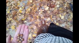 squirrel