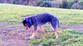Axel imitates a Kangaroo while failing to pick up his new frisbee!!
