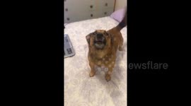 Dog hows along to bagpipes