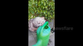 Cute Maine Coon Cats Drinking Water With Their Paws