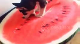 Dog tries to eat watermelon seat