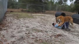 Man tackled by Siberian tiger