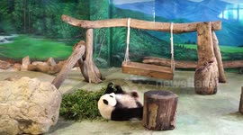Giant panda entertains crowds in Taiwan zoo