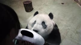 Giant panda cub greets soft toy panda