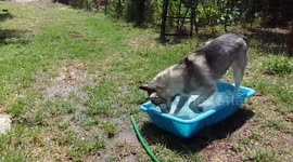 Husky tries to swim in a tray of water