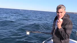 Pod of whales surrounds boat in Sydney, Australia