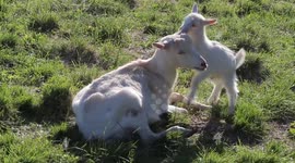 Baby goat wants to play with its mother