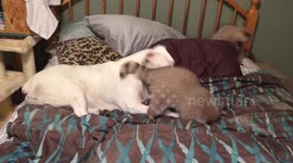 Two raccoons play with dog