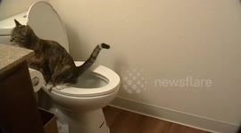 Man discovers his cat using human toilet