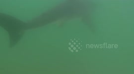 Surfer spots huge shark under his board in California