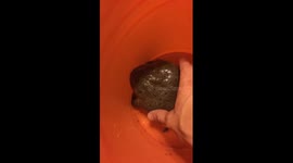 Pet Budgett's frog lets out ear-piercing screech as its picked up