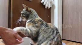 Cat shakes hands for treats