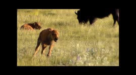 Cute baby American bison acting crazy!
