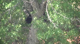 Black bear falls from tree on university campus