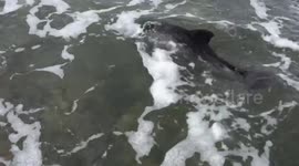 Stranded baby dolphin found by dog is rescued from a beach in Wales