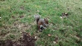 Squirrel eats popcorn then attempts to steal camera