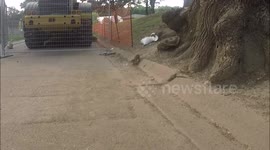 Petting Friendly Prarie Dog