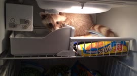 Baby raccoons steal ice cubes from freezer