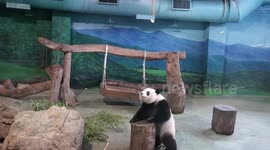 The Giant Panda Yuan-Zai Behavior Enrichment and Watching the Crowd