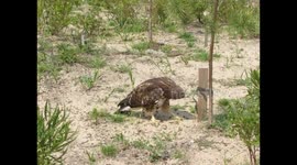 Hawk tug-of-war