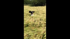 Dog jumps to find owner in long grass