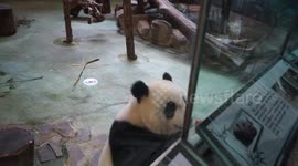 The Giant Panda  Yuan-Zai ate Lunch