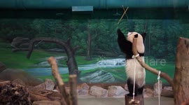 Giant panda undergoes muscle training