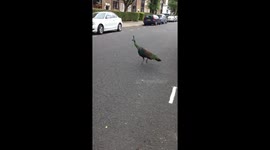 Fugitive London peacock enjoys last day of freedom before capture