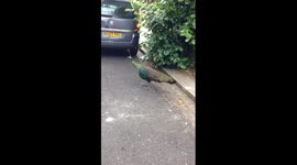 Fugitive peacock enjoys last day of freedom