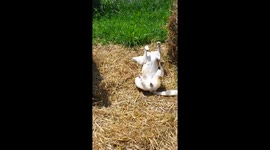 Dog loves straw