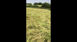 Dog's jumping to find owner in long grass