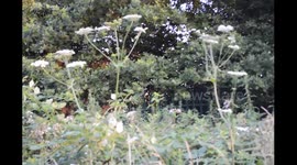Dangerous giant hogweed plants in Manchester