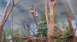 The Koala Peed to Threaten her companion