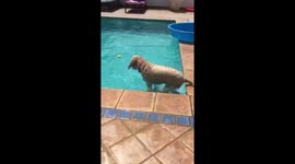 Clever canine uses boat to fetch ball in pool without getting wet