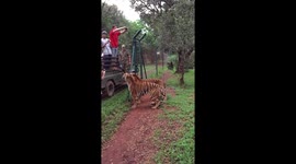 Tiger jumps to catch meat, filmed in real time