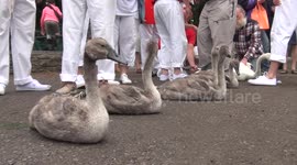 Traditional swan upping takes place in England