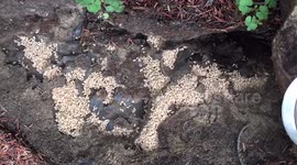 Timelapse of ants clearing out larvae from an overturned stone